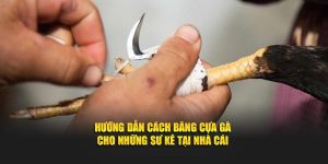 cách băng cựa gà