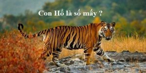 nằm mơ thấy hổ